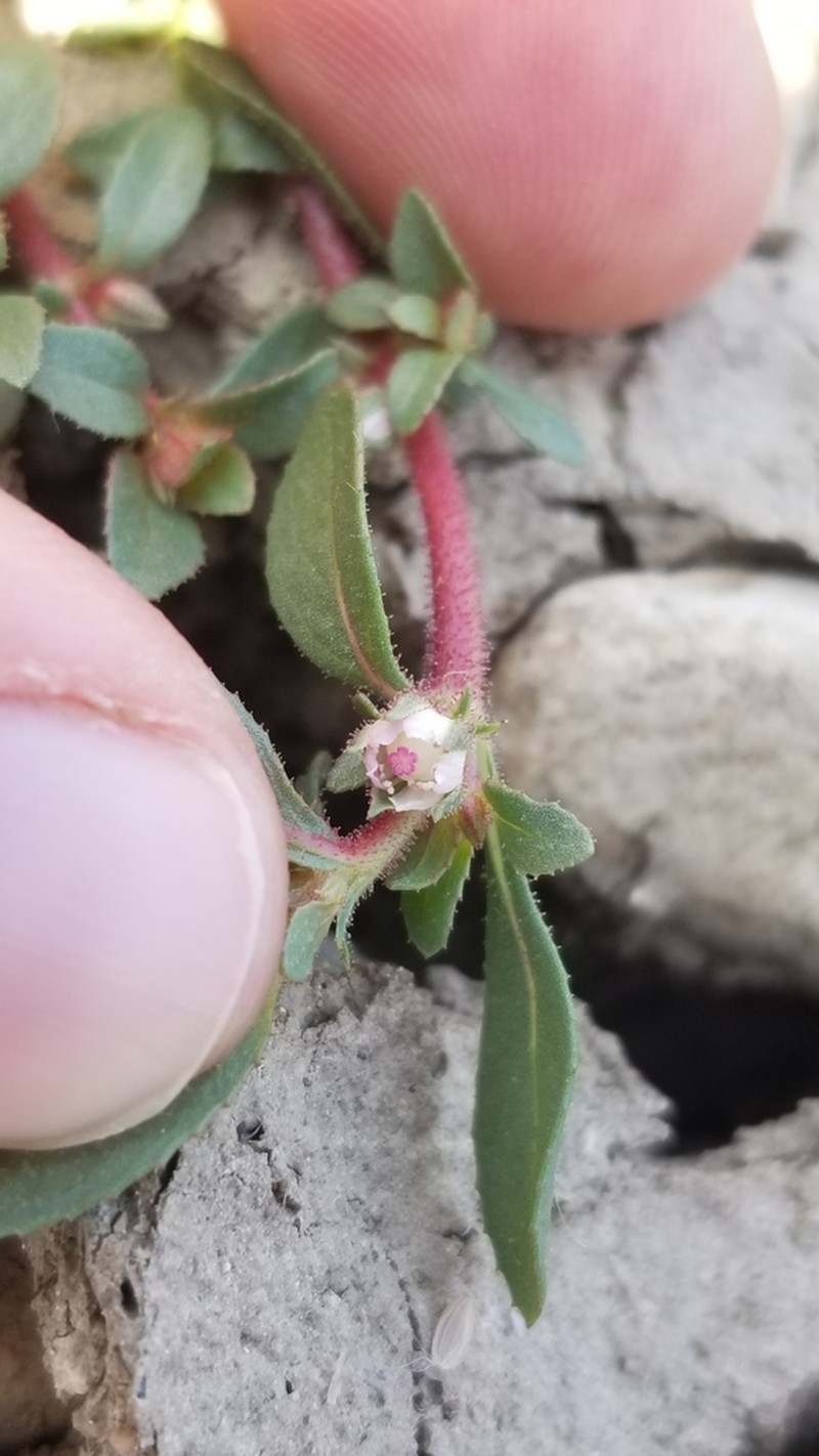Texas Bergia photo 5