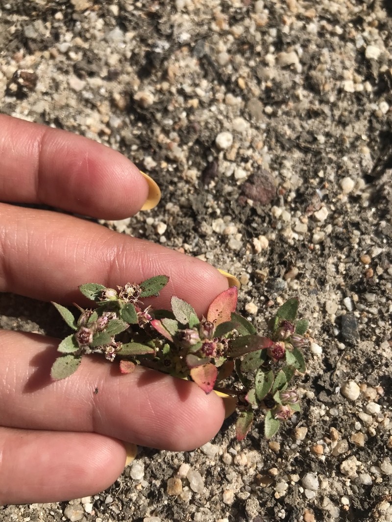 Texas Bergia photo 6