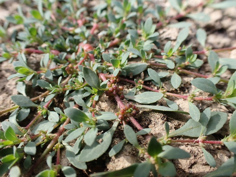 Bergia trimera photo 2