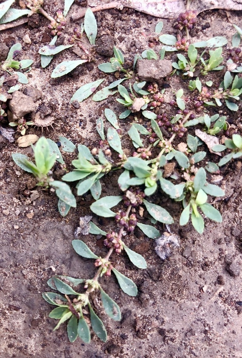Bergia trimera photo 6