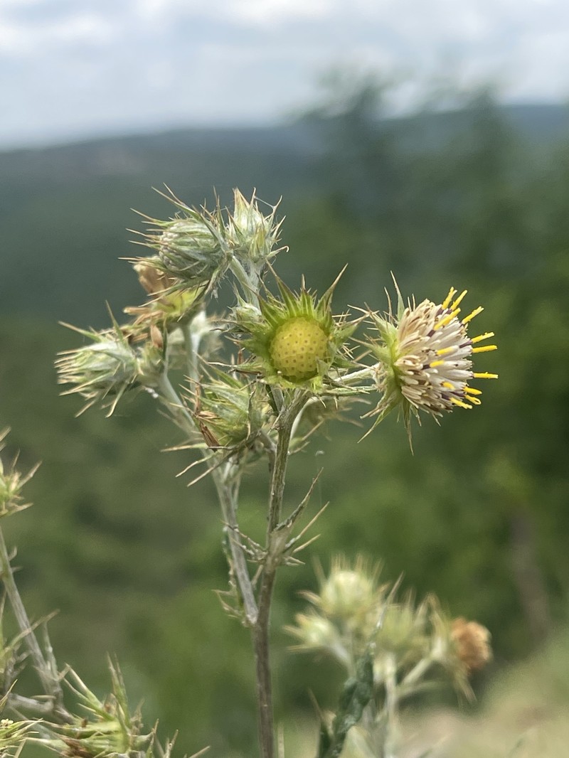 Berkheya bipinnatifida subsp. echinopsoides