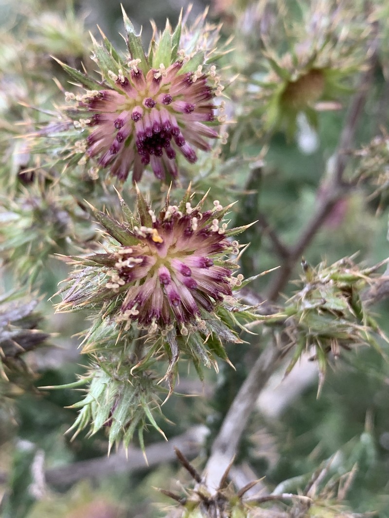 Berkheya bipinnatifida subsp. echinopsoides photo 2