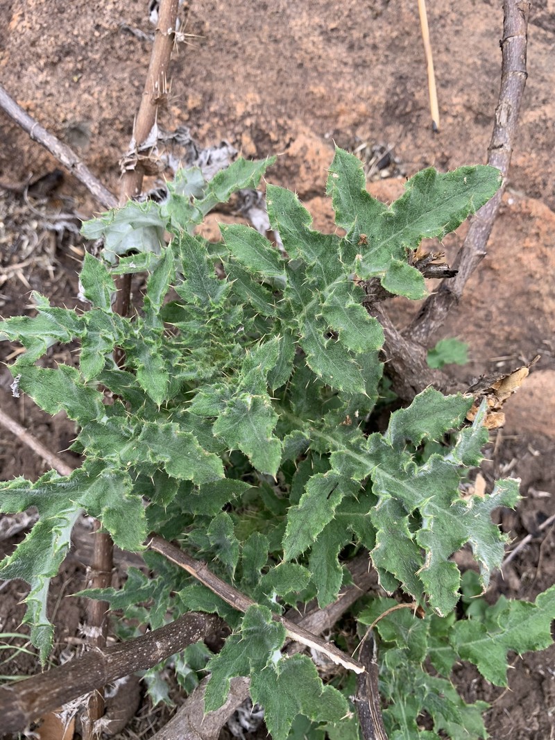 Berkheya bipinnatifida subsp. echinopsoides photo 3