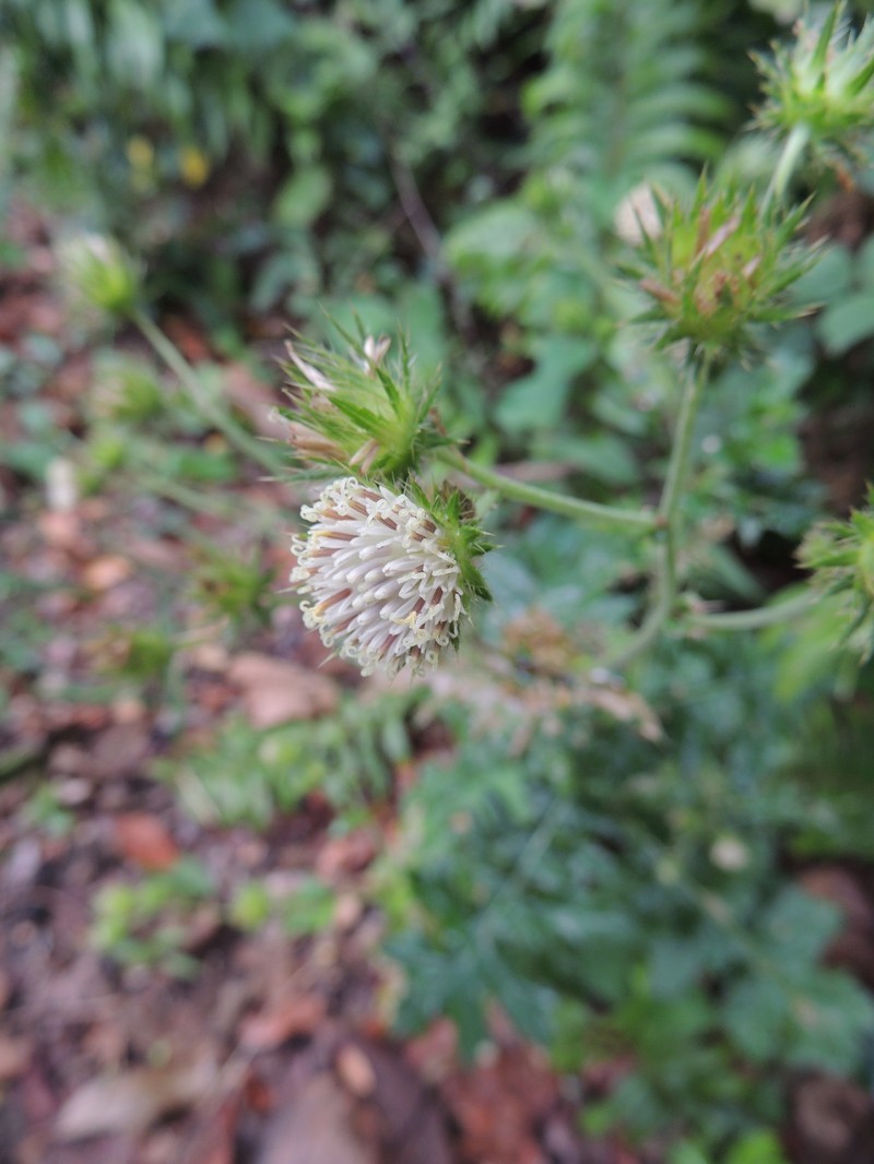 Berkheya bipinnatifida subsp. echinopsoides photo 4