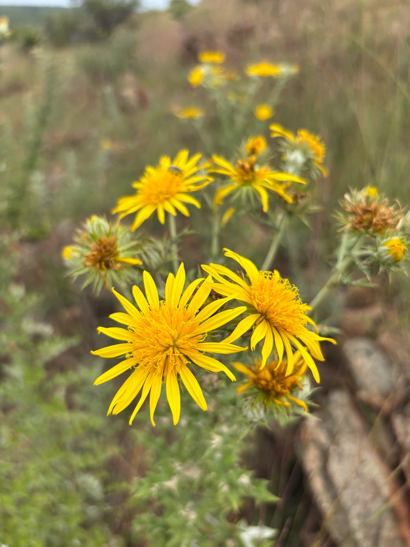 Berkheya carlinopsis subsp. magalismontana