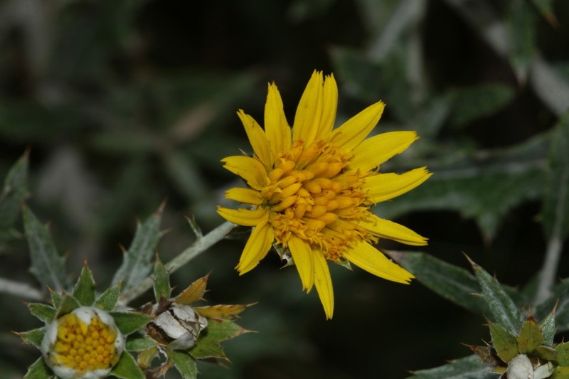 Berkheya carlinopsis subsp. magalismontana photo 2
