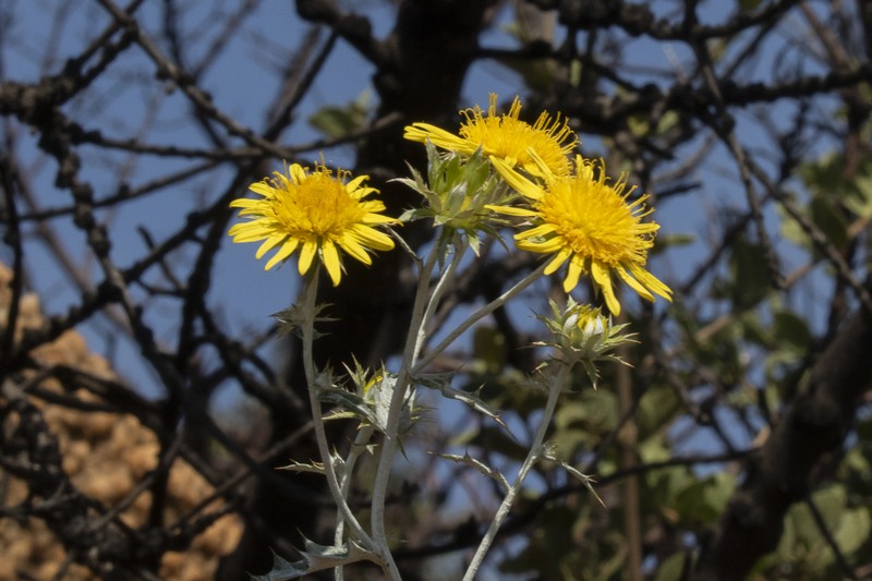 Berkheya carlinopsis subsp. magalismontana photo 4
