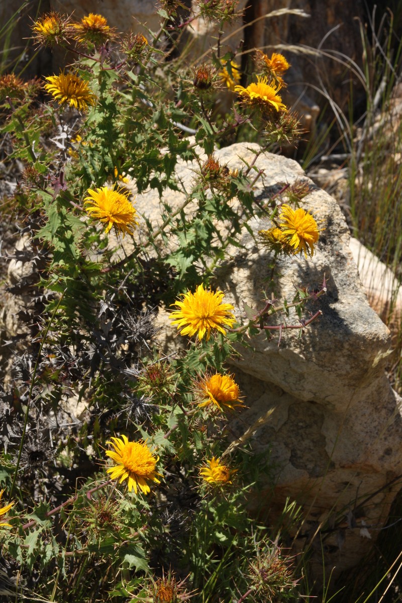 Berkheya cruciata subsp. subintegra
