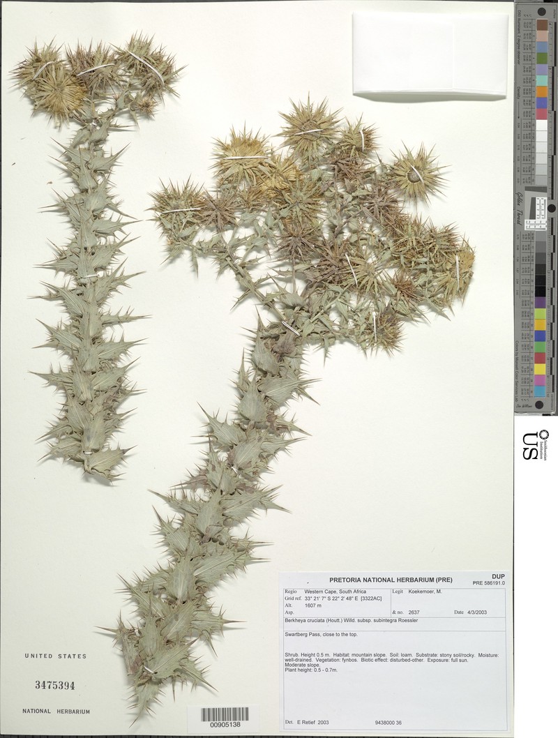 Berkheya cruciata subsp. subintegra photo 2