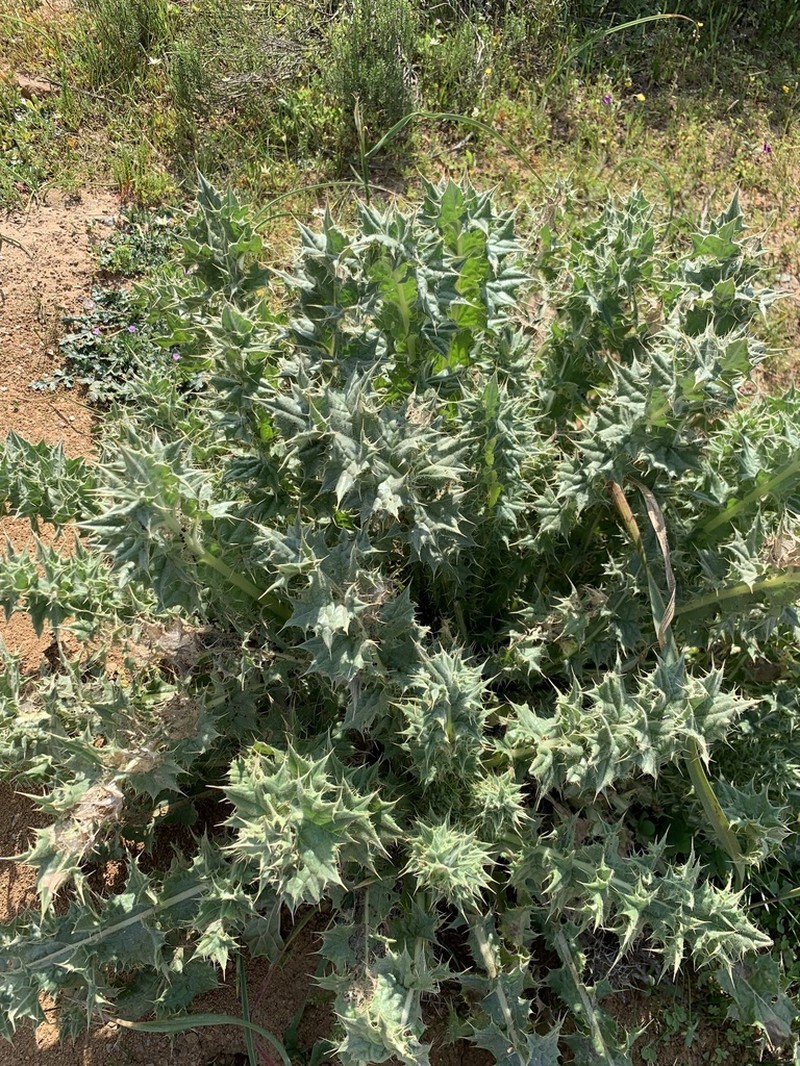 Berkheya glabrata