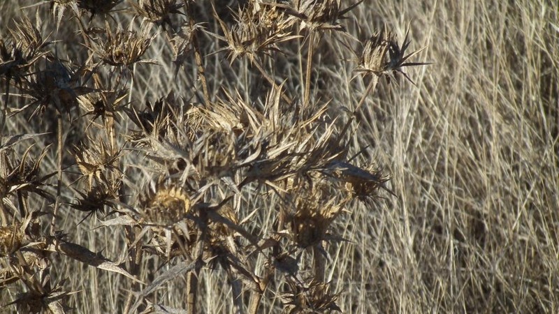 Berkheya glabrata photo 5
