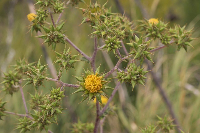 Prickly Gousblom photo 4