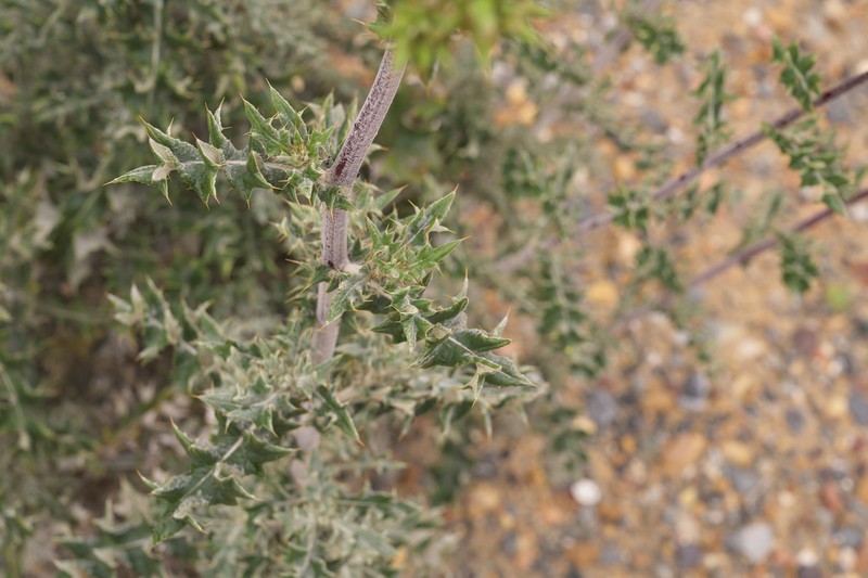 Prickly Gousblom photo 2
