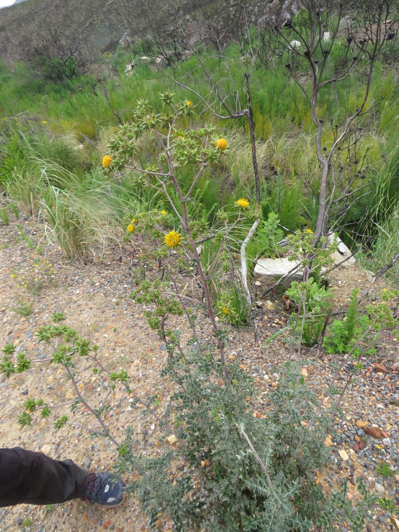 Prickly Gousblom photo 3