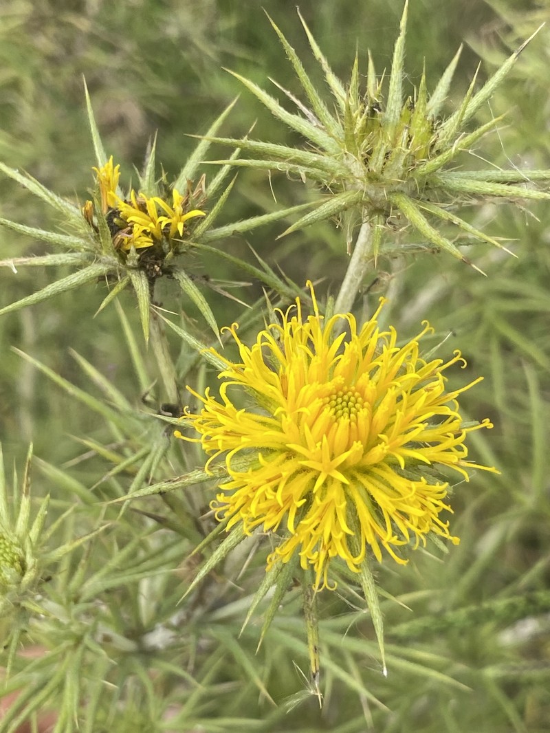 Berkheya pinnatifida subsp. ingrata