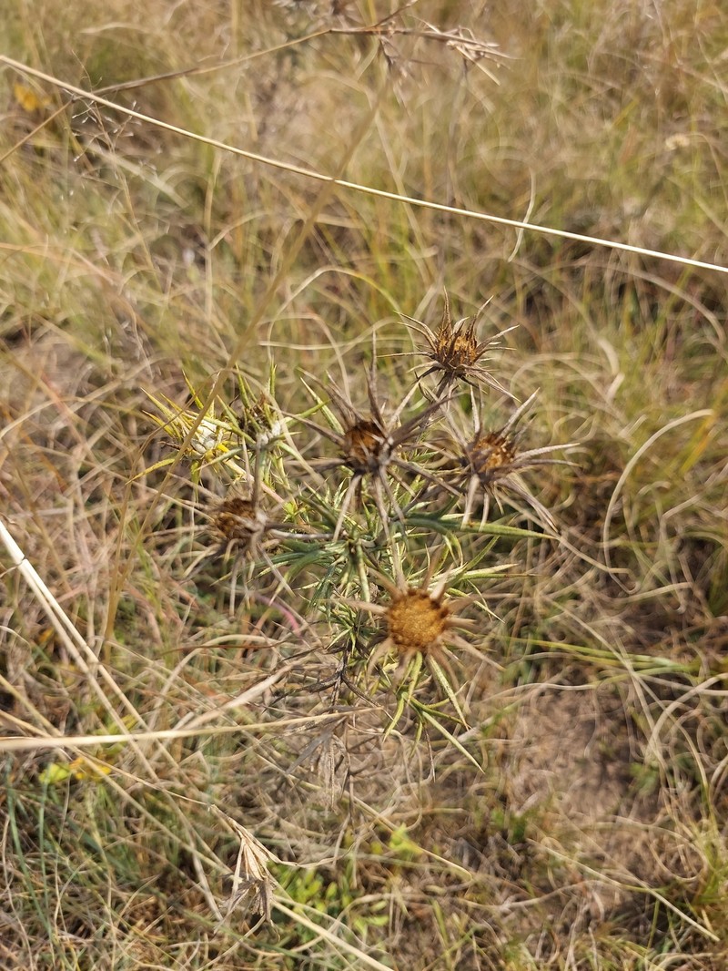Berkheya pinnatifida subsp. ingrata photo 2