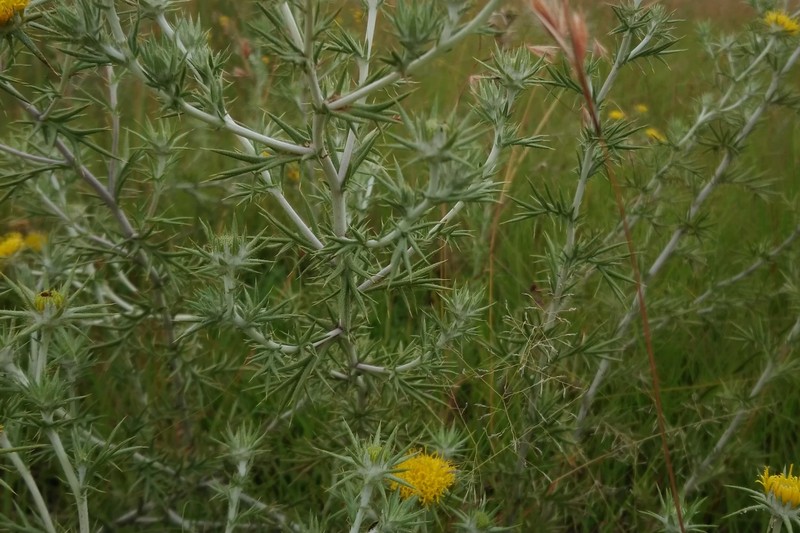 Berkheya pinnatifida subsp. ingrata photo 3