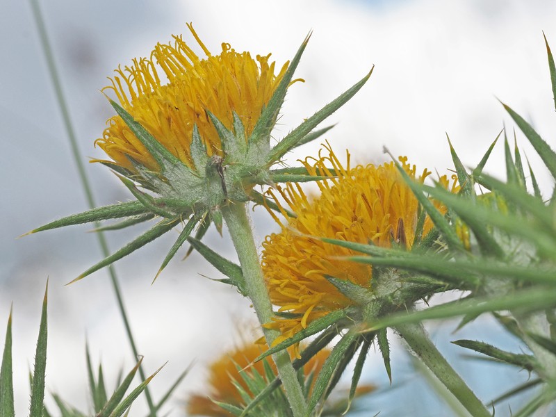 Berkheya pinnatifida subsp. ingrata photo 4