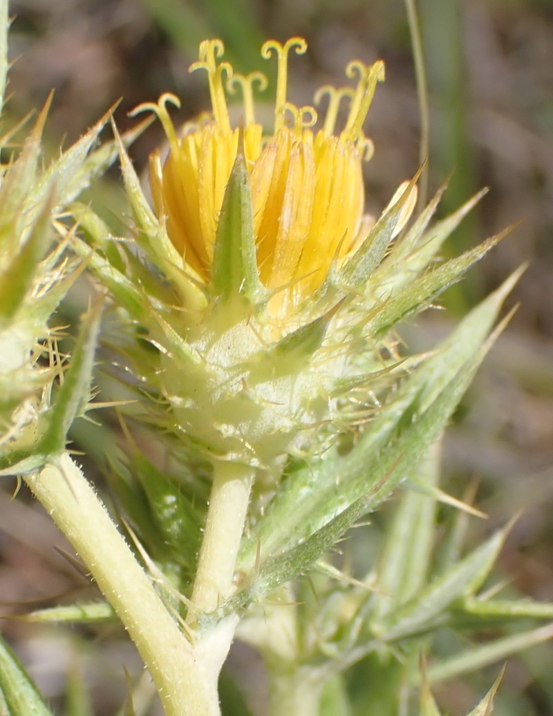Berkheya pinnatifida subsp. stobaeoides