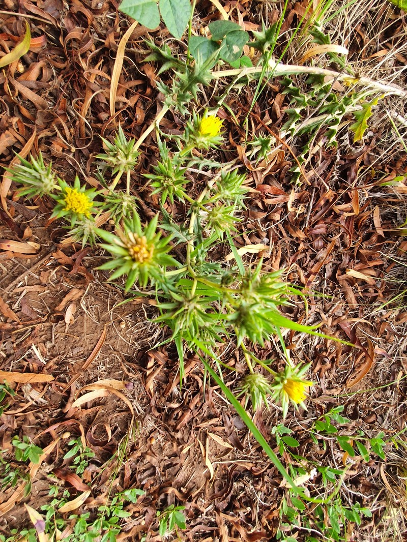 Berkheya pinnatifida subsp. stobaeoides photo 2