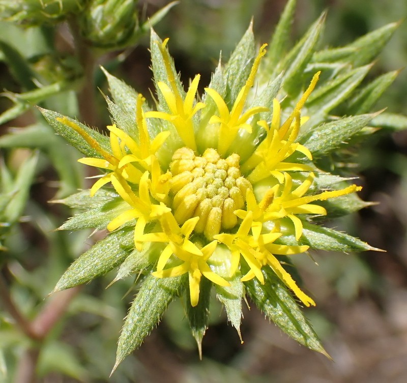 Berkheya pinnatifida subsp. stobaeoides photo 4