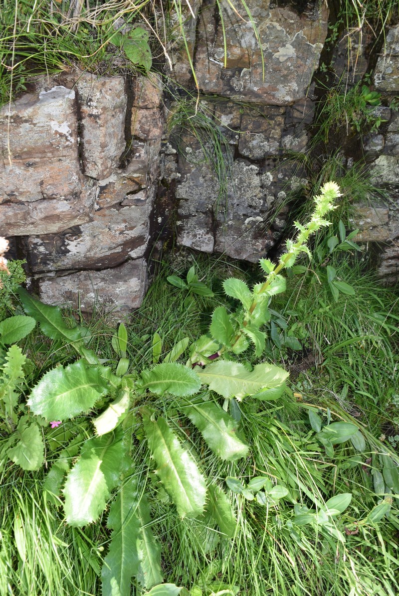Berkheya rhapontica subsp. aristosa