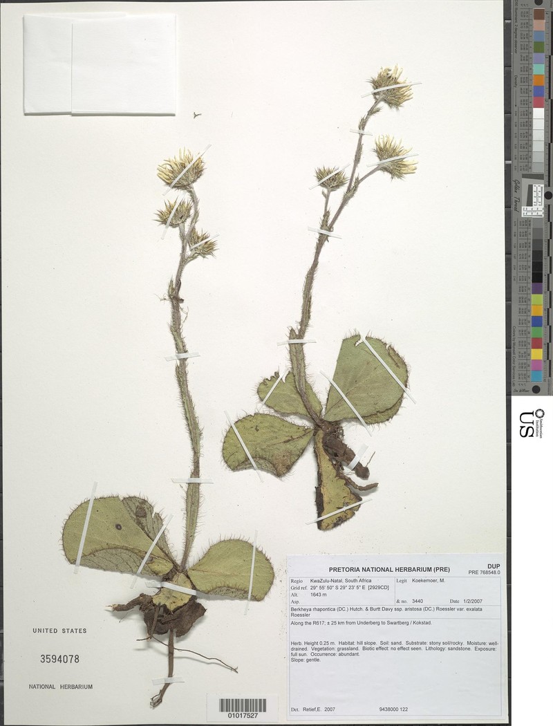 Berkheya rhapontica subsp. aristosa photo 2