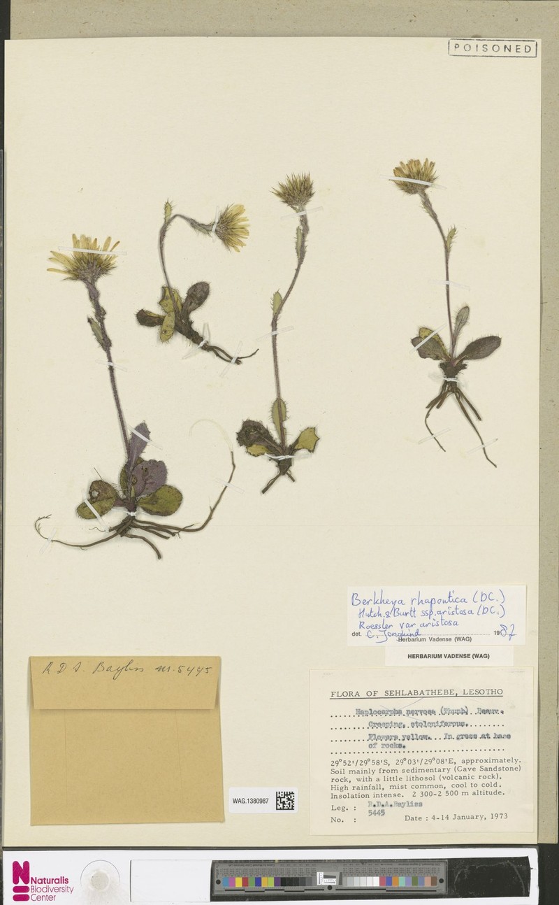 Berkheya rhapontica subsp. aristosa photo 4