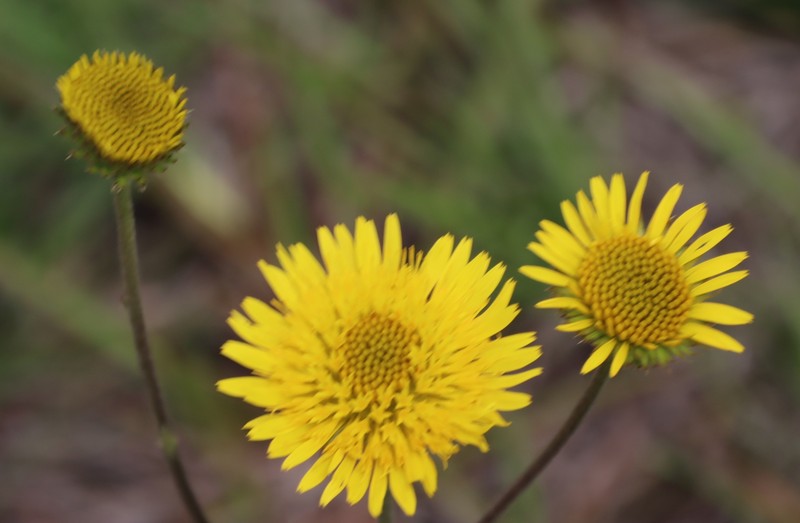 Berkheya speciosa subsp. lanceolata