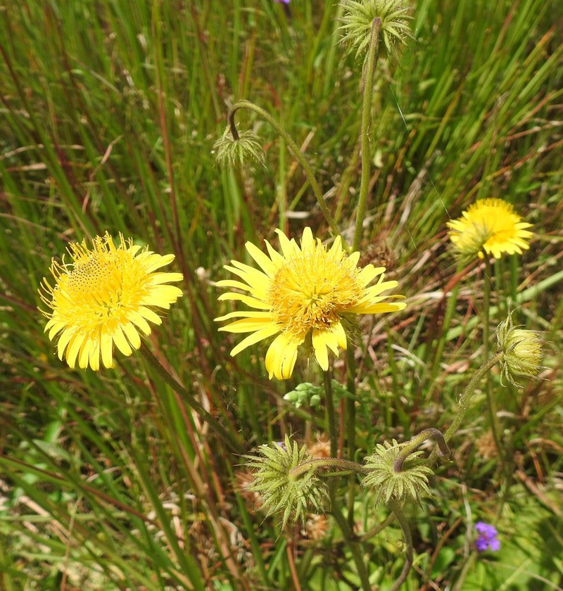 Berkheya speciosa subsp. lanceolata photo 2