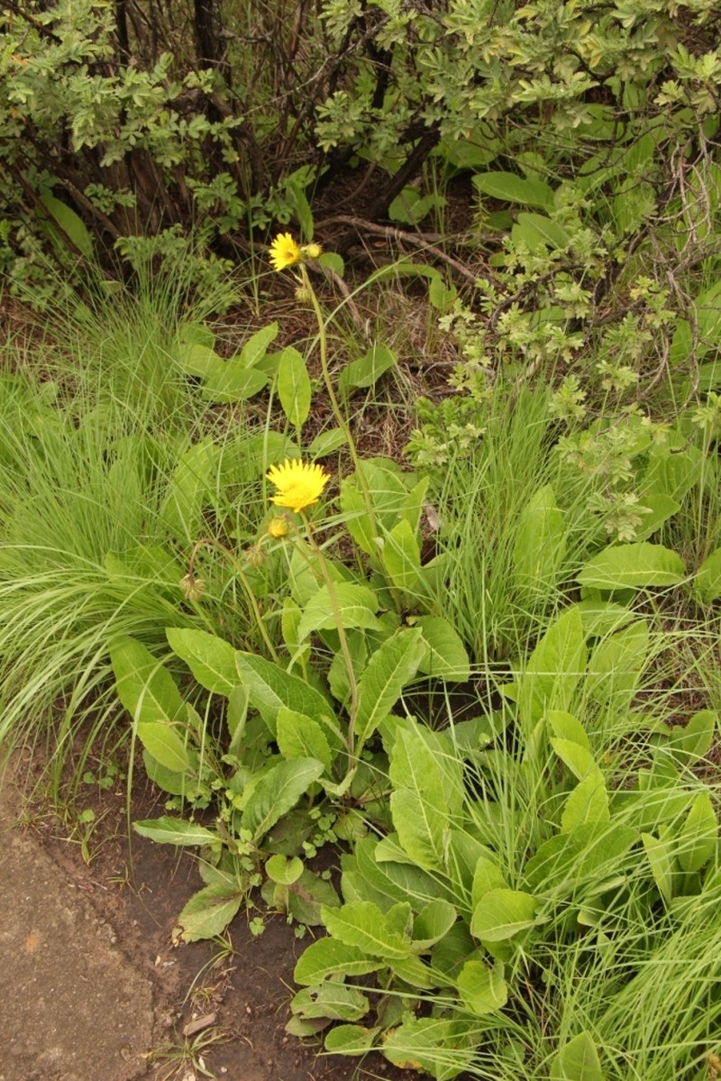 Berkheya speciosa subsp. lanceolata photo 3