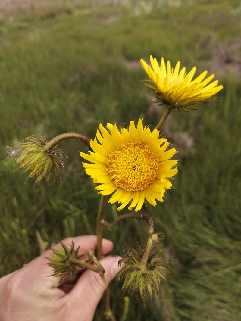 Berkheya speciosa subsp. lanceolata photo 4