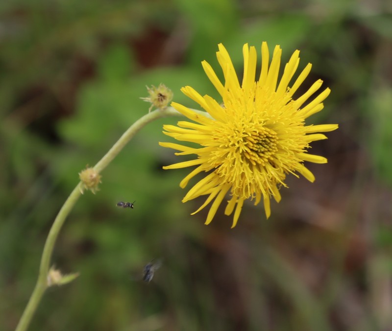 Berkheya speciosa subsp. ovata