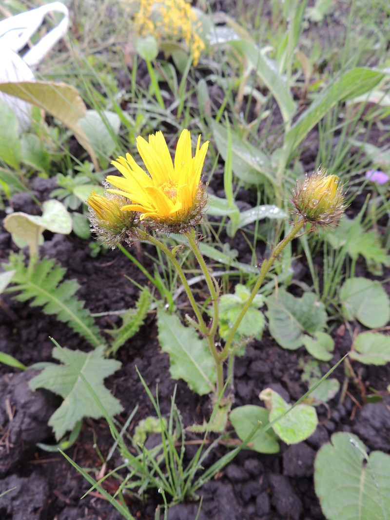 Berkheya speciosa subsp. ovata photo 2