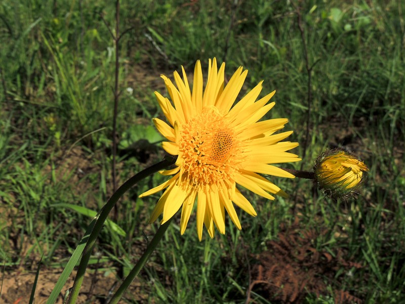 Berkheya speciosa subsp. ovata photo 3