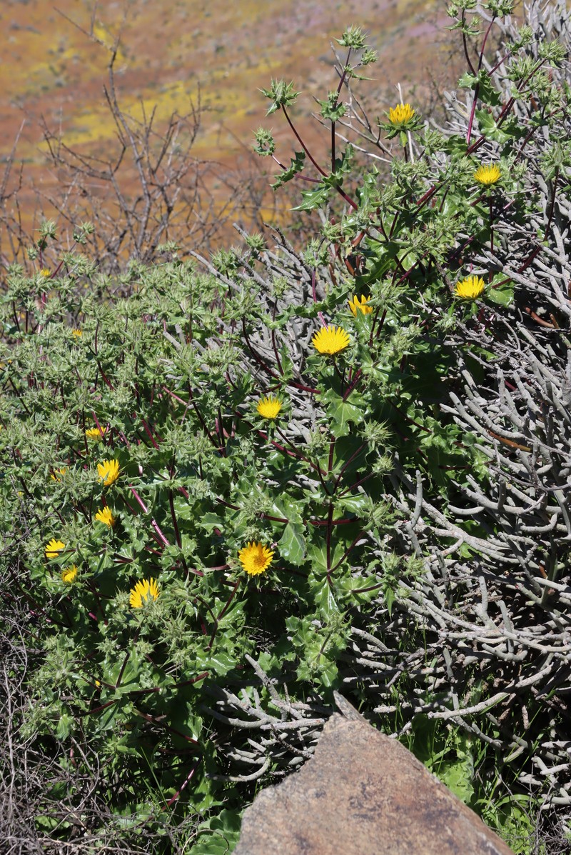 Berkheya spinosissima subsp. namaensis