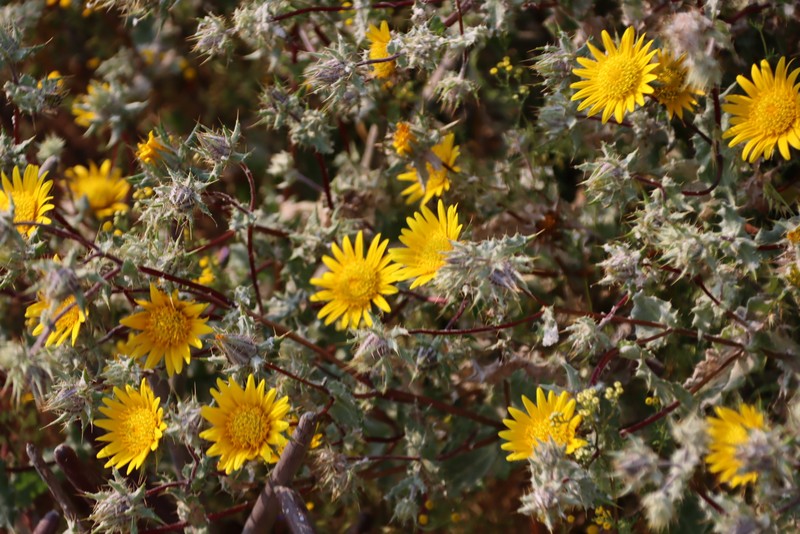 Berkheya spinosissima subsp. namaensis photo 2
