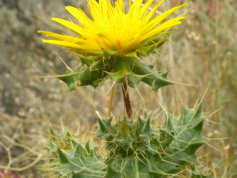 Berkheya spinosissima subsp. namaensis photo 3