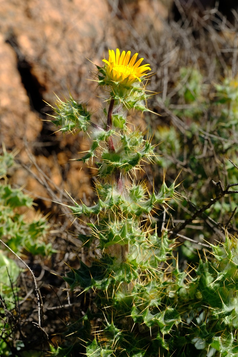 Berkheya spinosissima subsp. namaensis photo 4