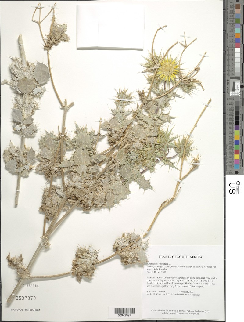 Berkheya spinosissima var. argentifolia