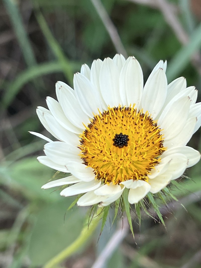 Berkheya zeyheri subsp. rehmannii