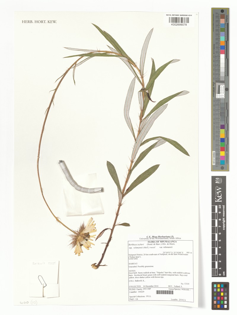 Berkheya zeyheri subsp. rehmannii photo 2