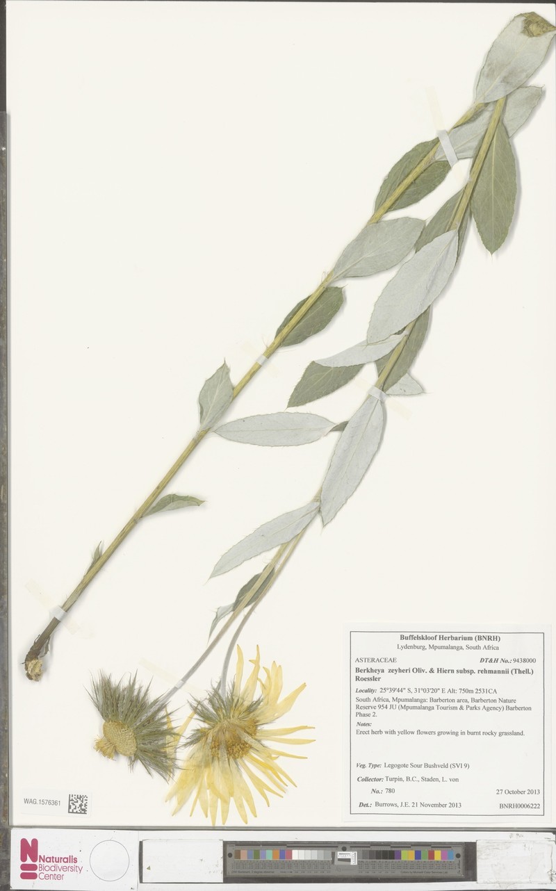 Berkheya zeyheri subsp. rehmannii photo 3