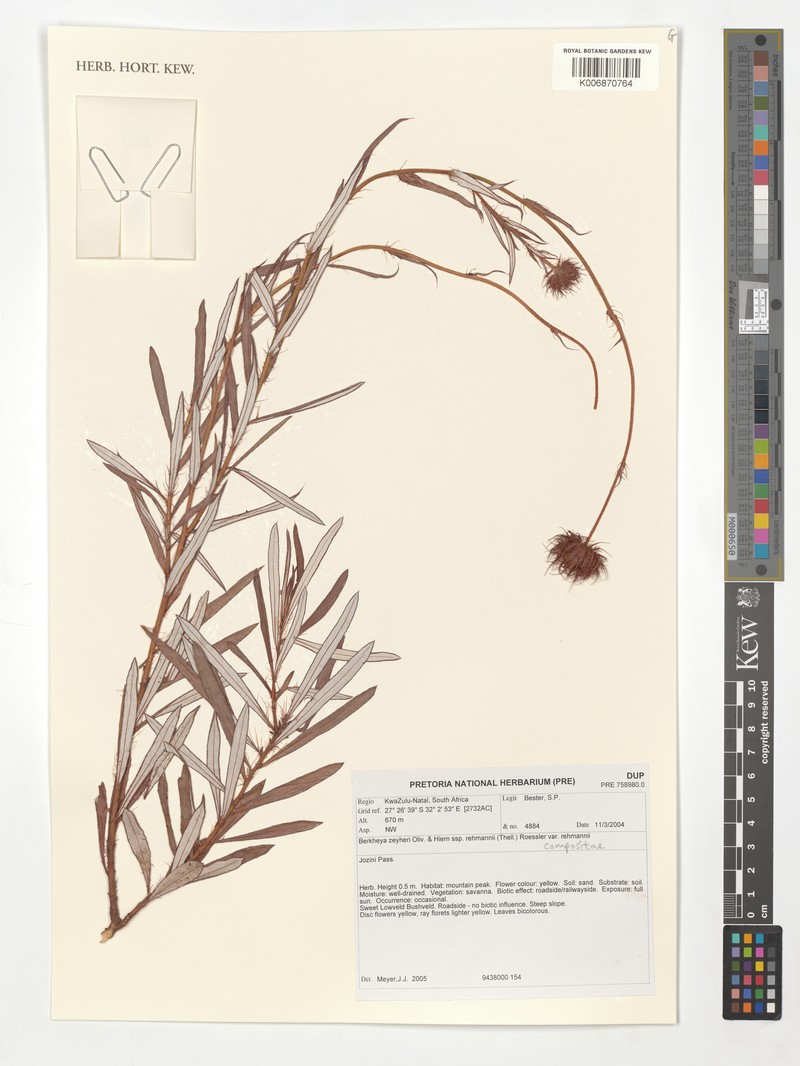 Berkheya zeyheri subsp. rehmannii photo 4
