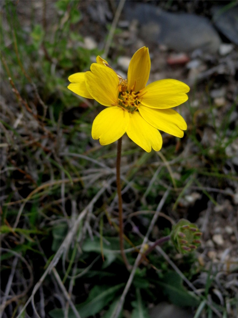 Berlandiera basalaris