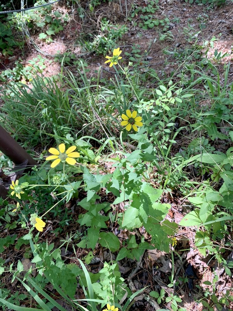 Texas Greeneyes