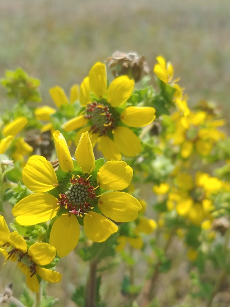 Texas Greeneyes photo 2