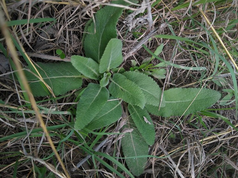 Texas Greeneyes photo 3