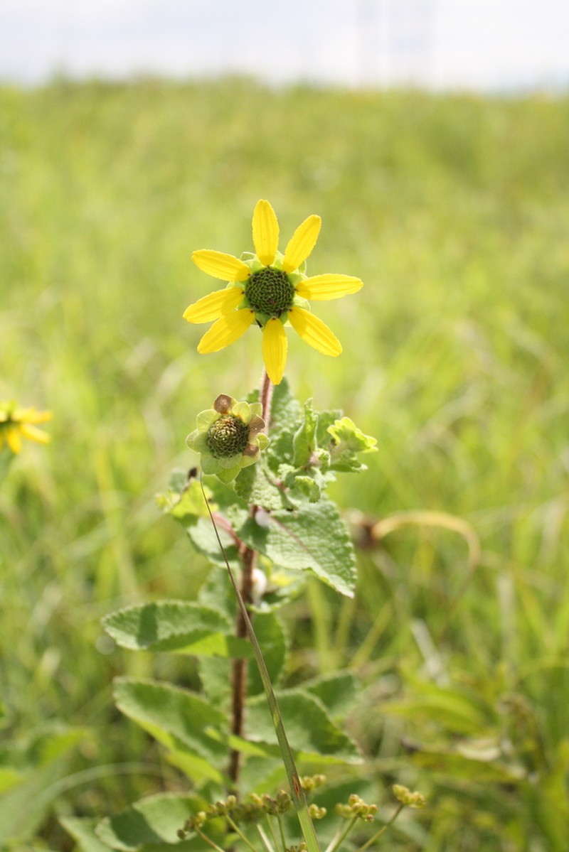 Texas Greeneyes photo 4