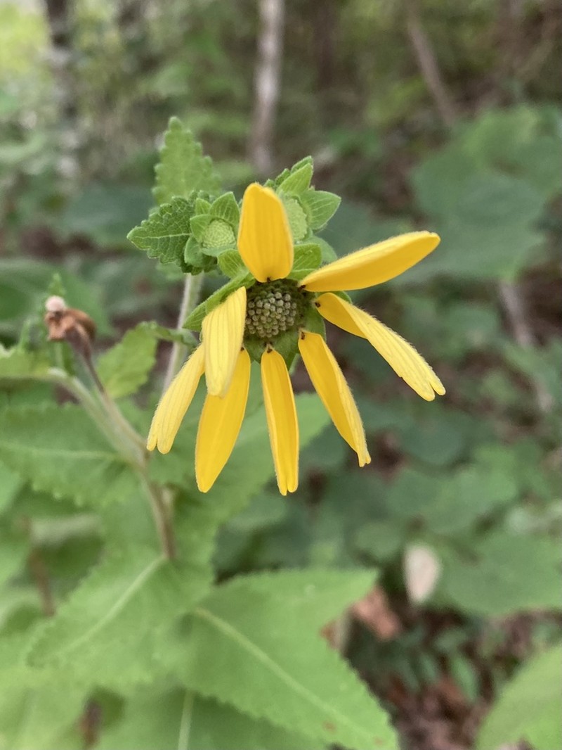 Texas Greeneyes photo 5